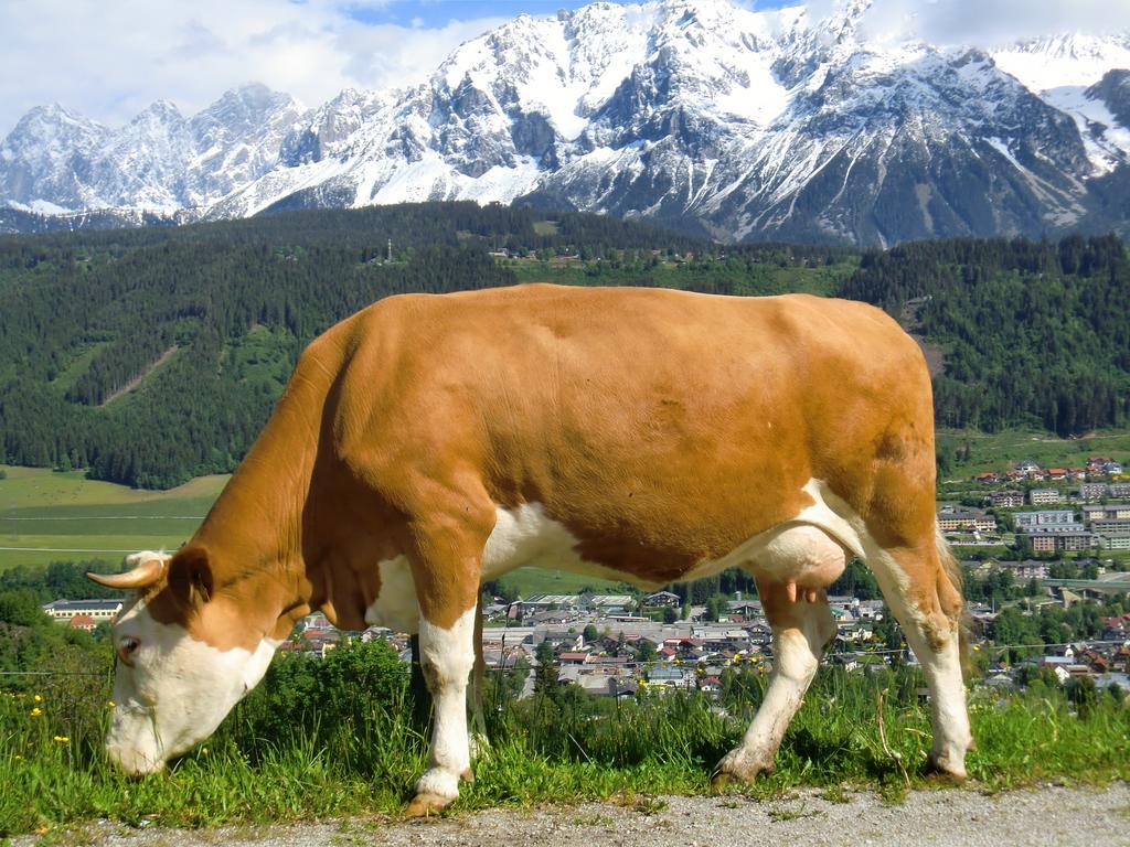 Spreitzhof - Appartements Schladming Exteriér fotografie